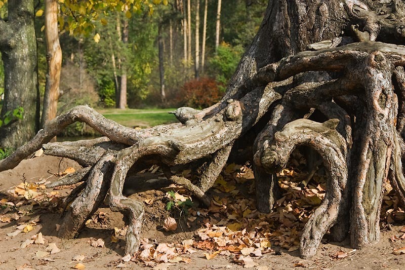 Est-ce que je peux couper les racines d’arbres de mon voisin qui arrivent sur mon terrain sans sa permission ?